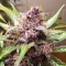 Auto Blackberry Kush®